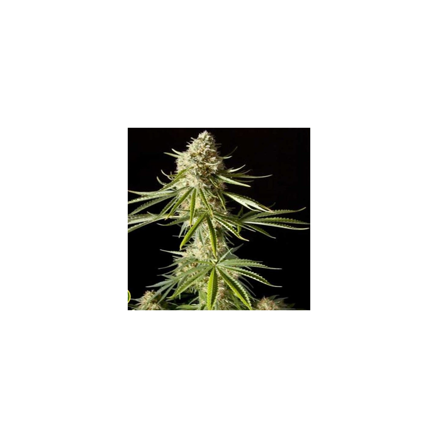 Amnesika 2.0 Feminizada de Philosopher Seeds
