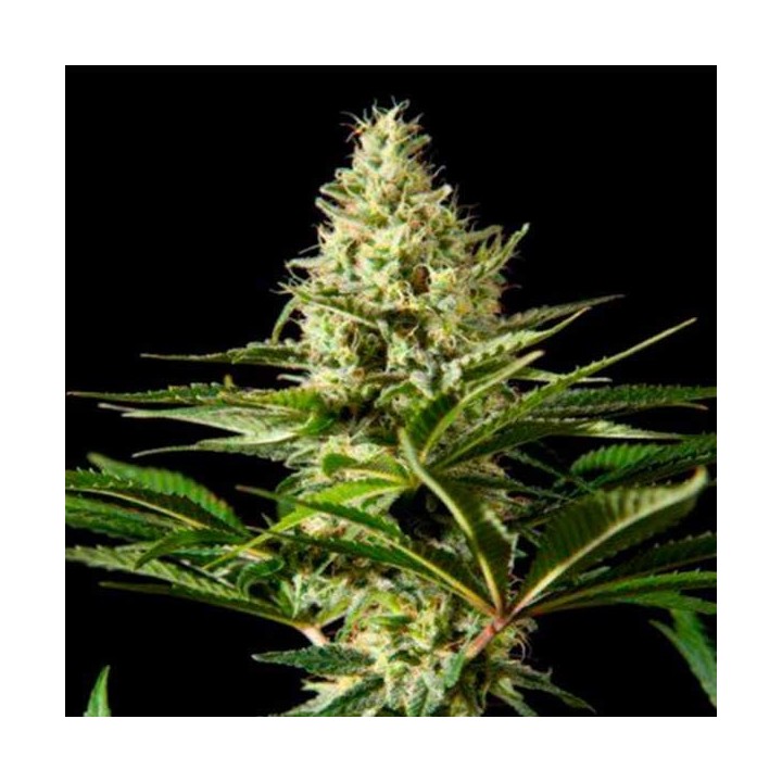 Blackbomb Feminizada de Philosopher Seeds