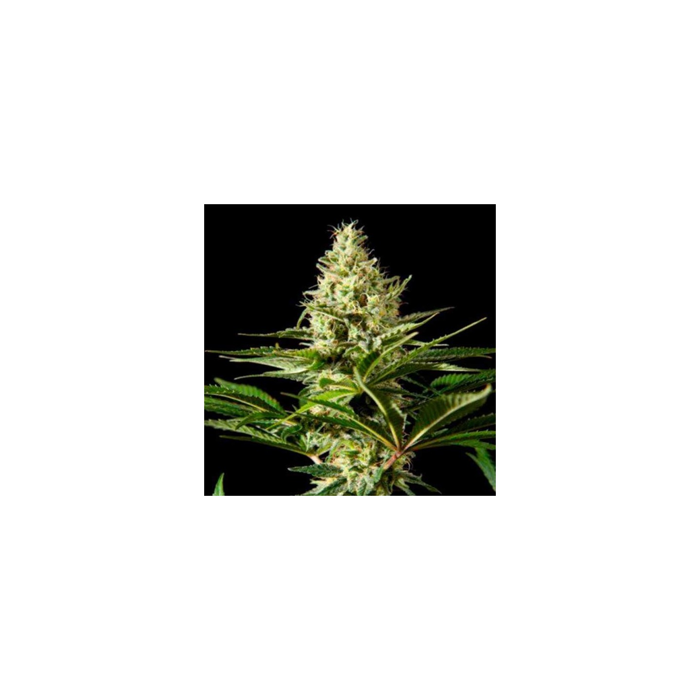 Blackbomb Feminizada de Philosopher Seeds