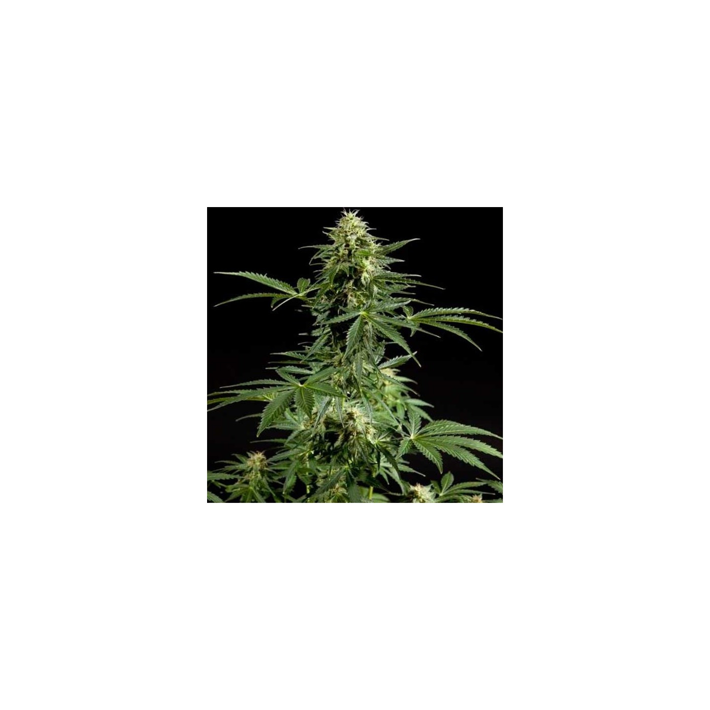 Cheesy Autofloreciente Feminizada de Philosopher Seeds