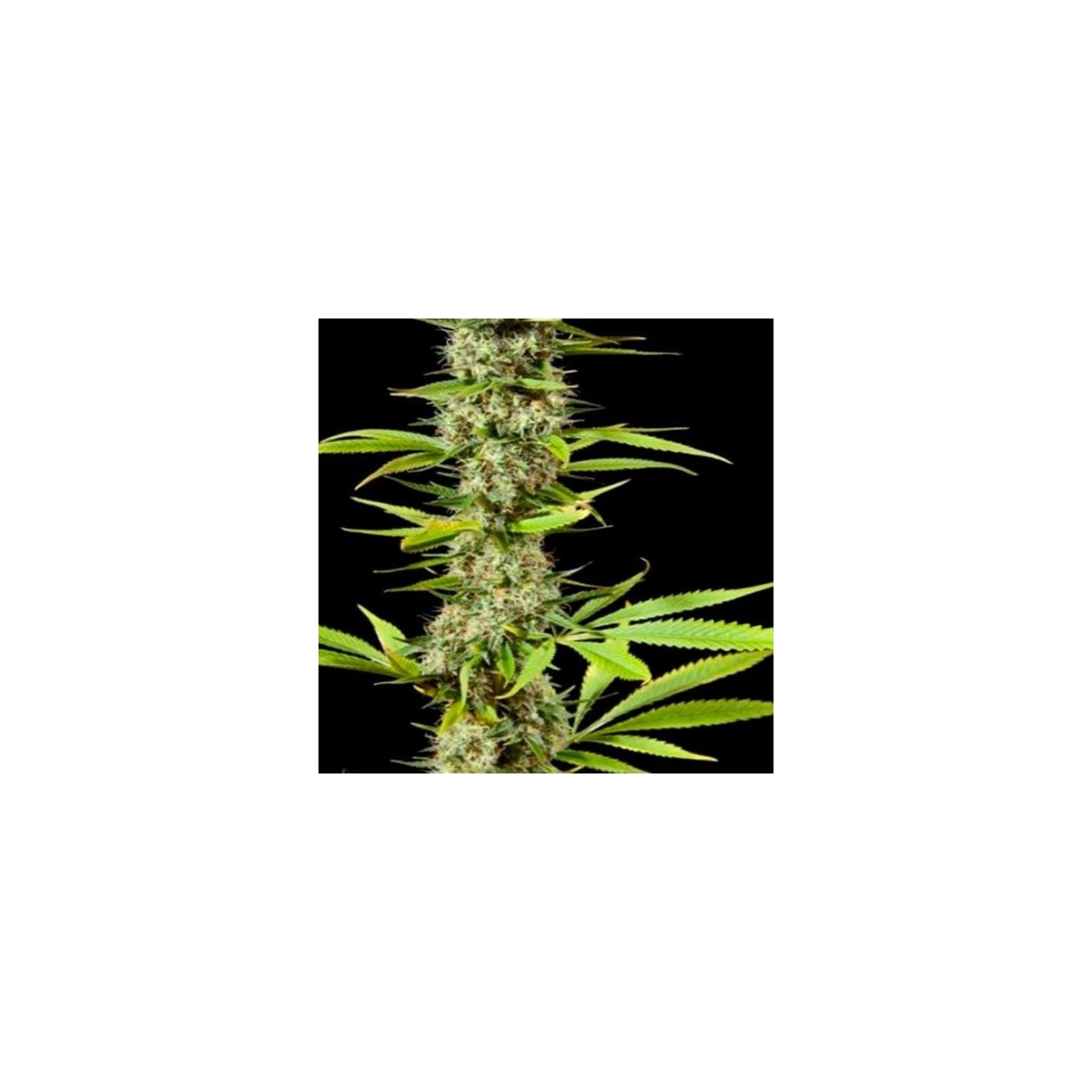 Early Maroc Feminizada de Philosopher Seeds