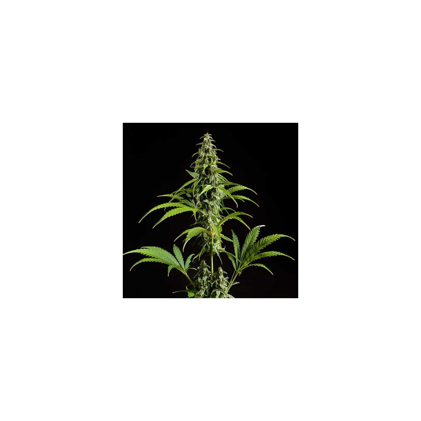 Fraggel Skunk Autofloreciente Feminizada de Philosopher Seeds