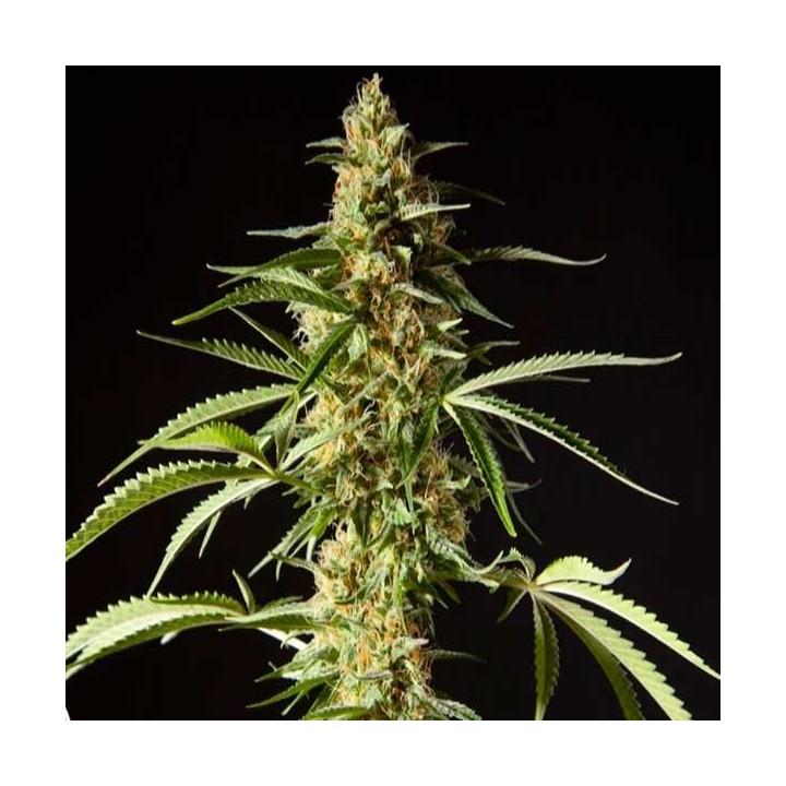 Philo Skunk Feminizada de Philosopher Seeds