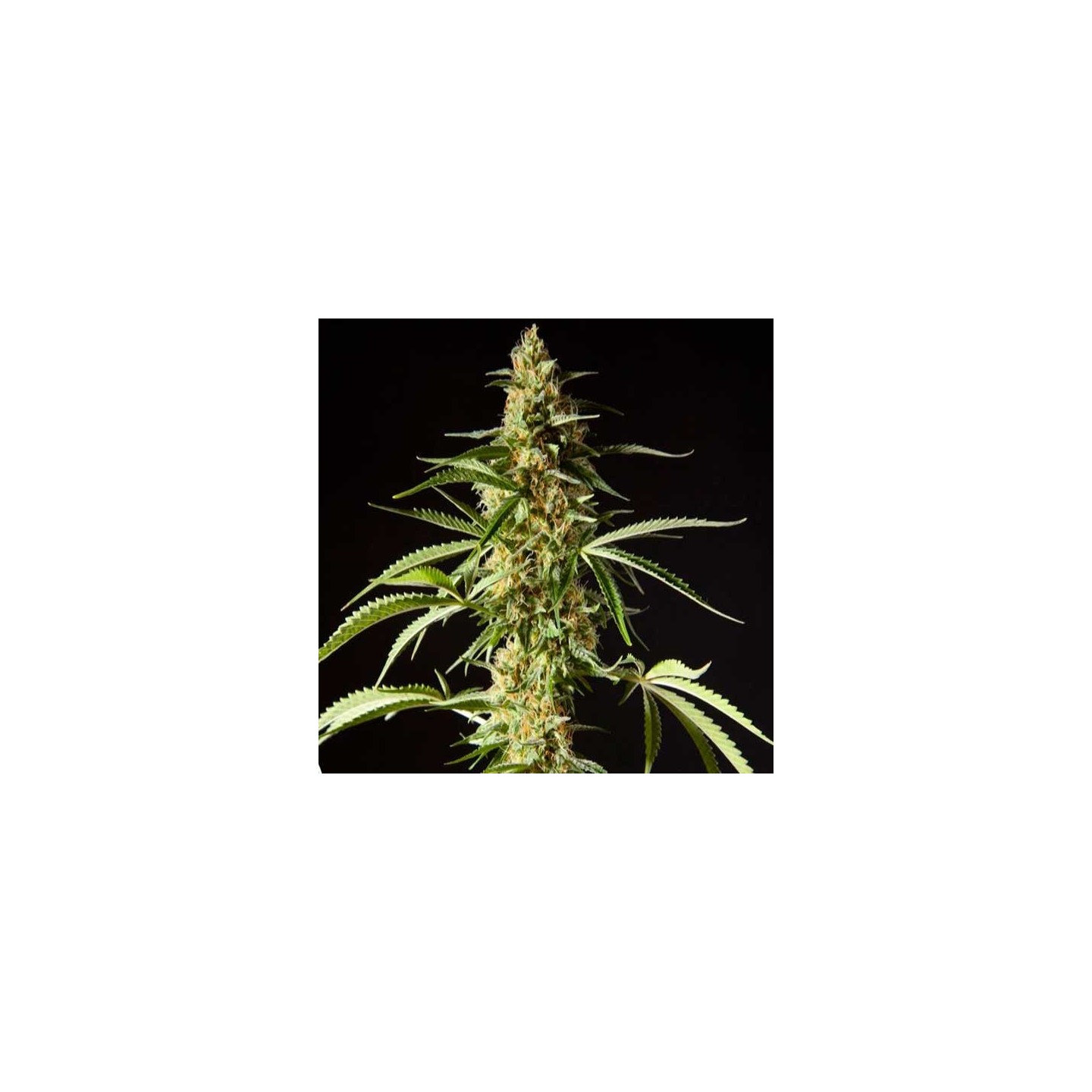Philo Skunk Feminizada de Philosopher Seeds