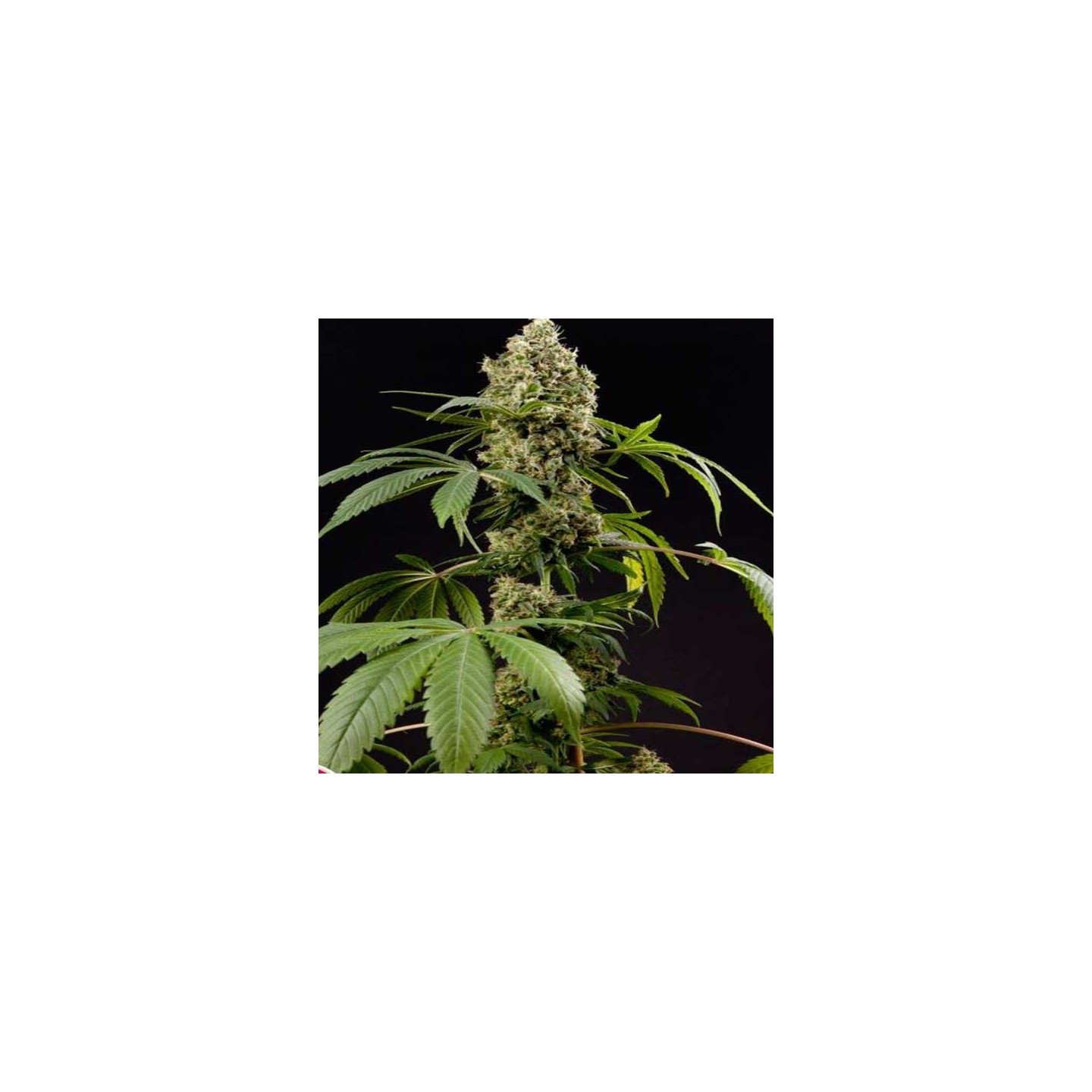Guava Berry Kush Feminizada de Philosopher Seeds