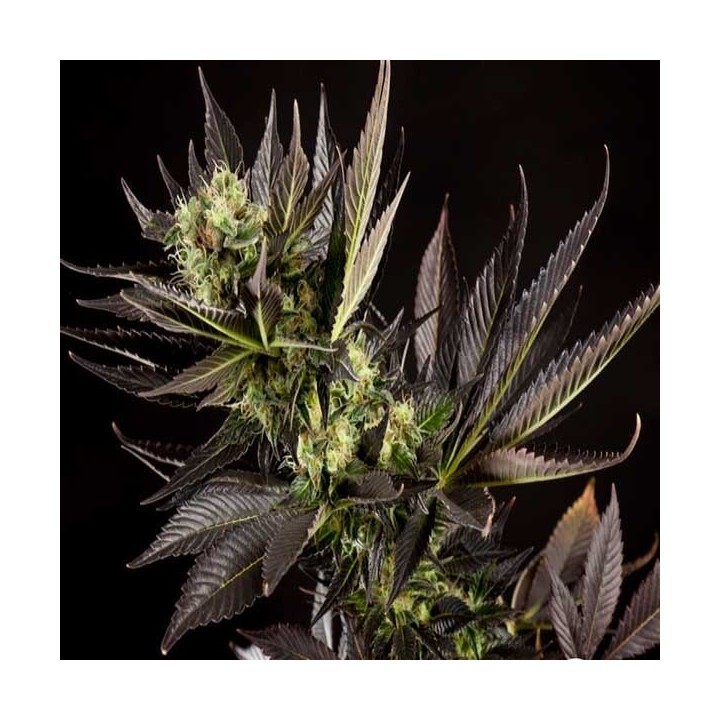 Heaven's Fruit Feminizada de Philosopher Seeds