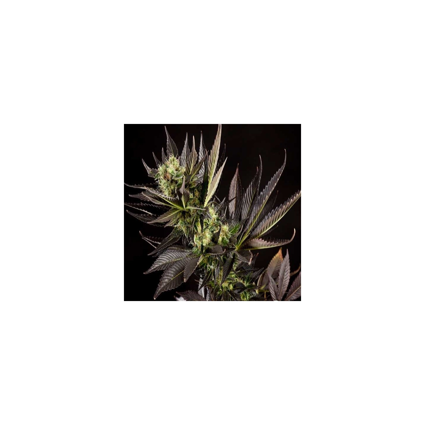 Heaven's Fruit Feminizada de Philosopher Seeds