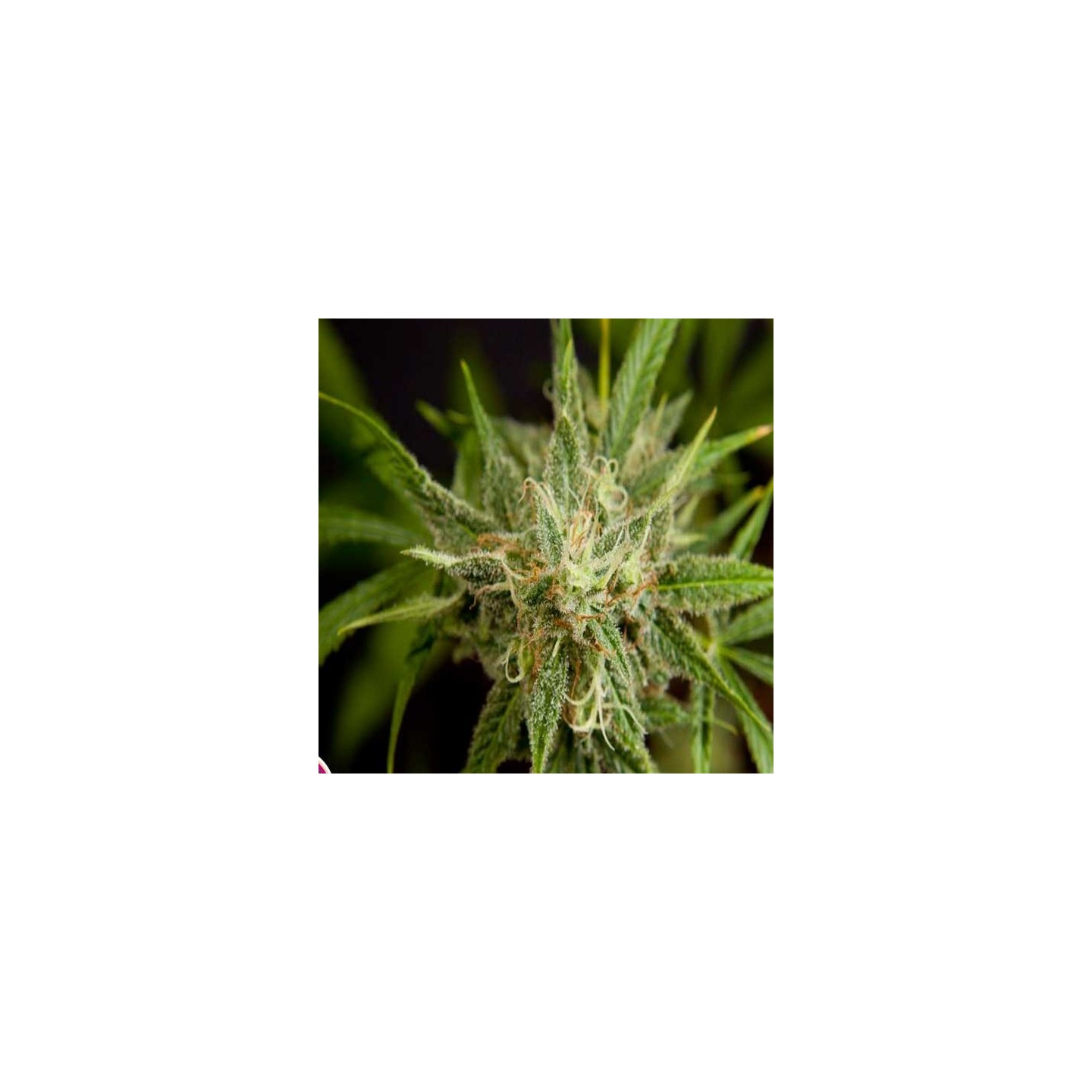 Fruity Jack Feminizada de Philosopher Seeds