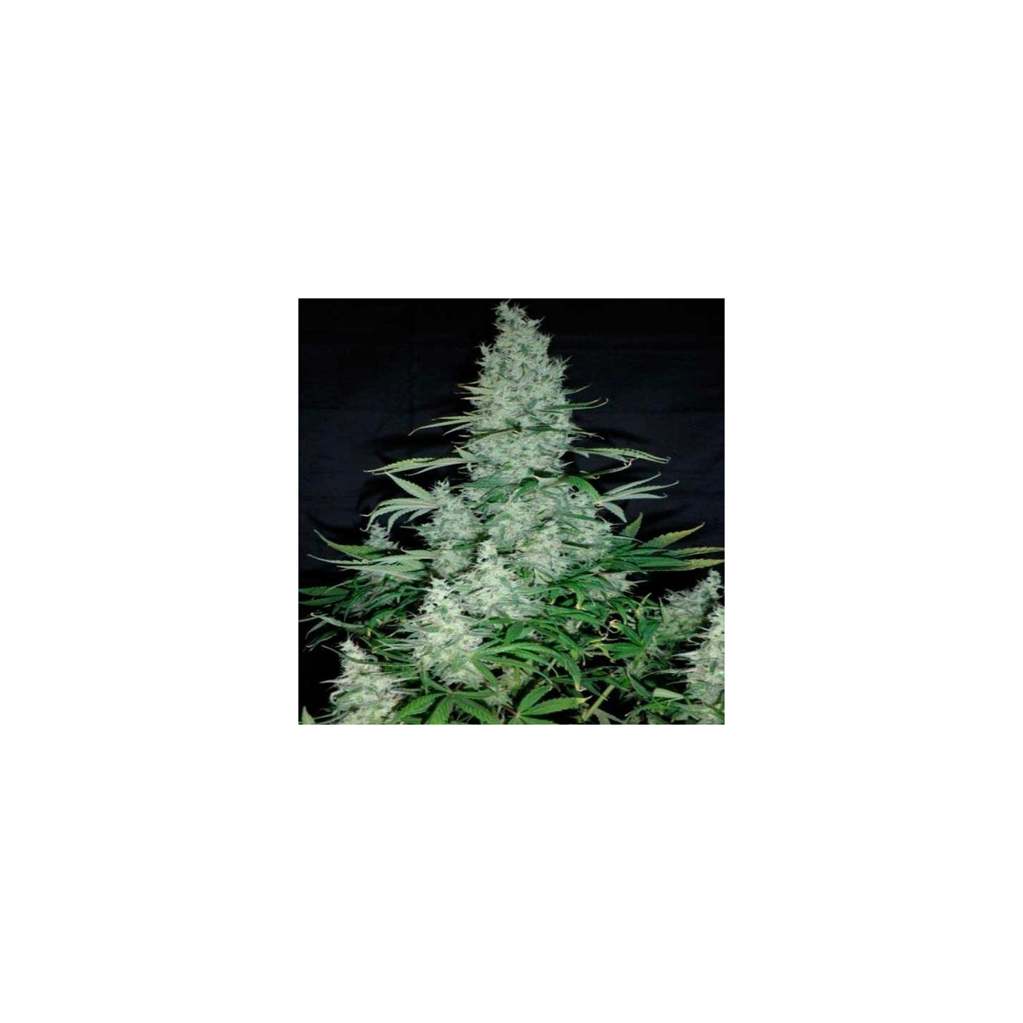 K13 Haze Feminizada de Philosopher Seeds