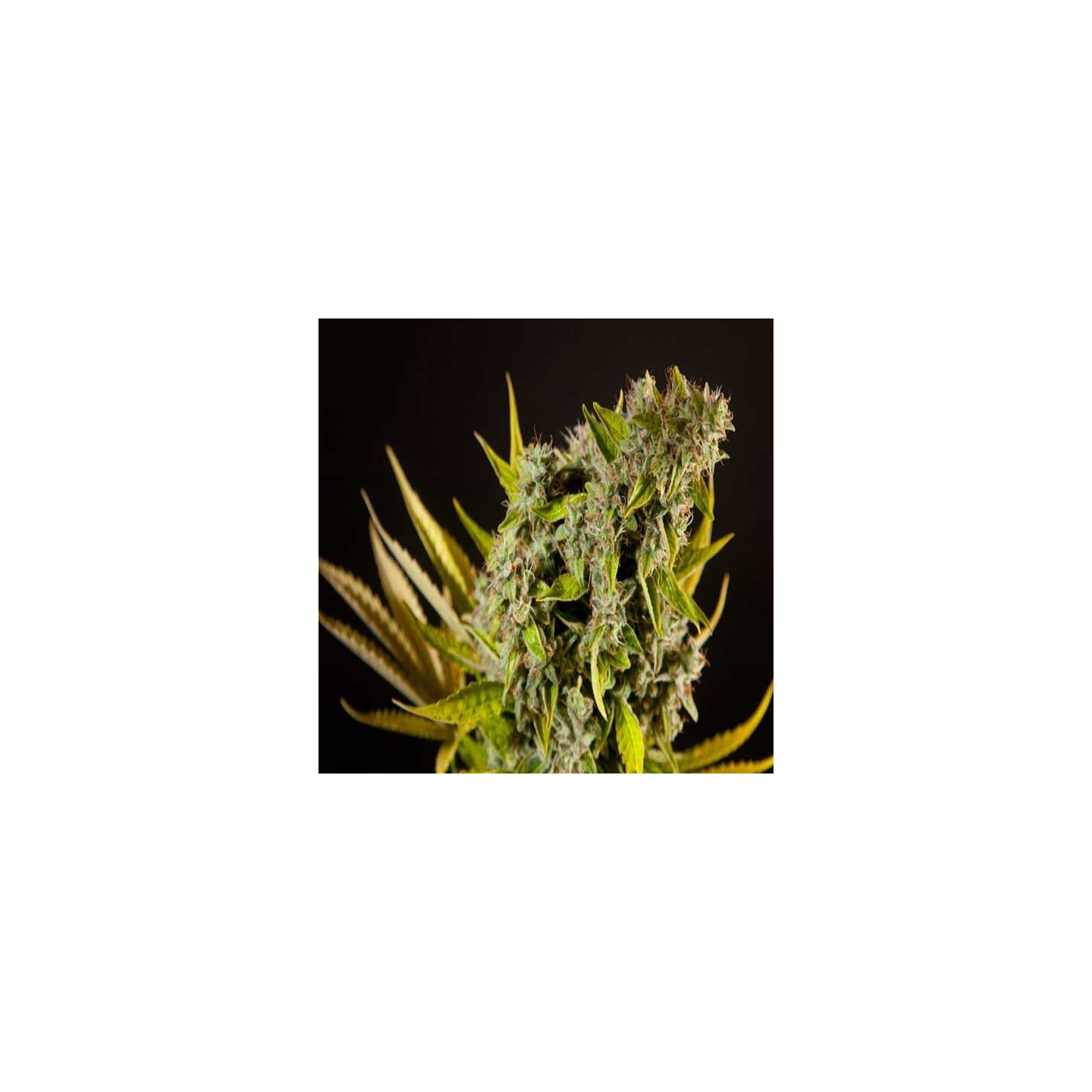 Naranchup Feminizada de Philosopher Seeds
