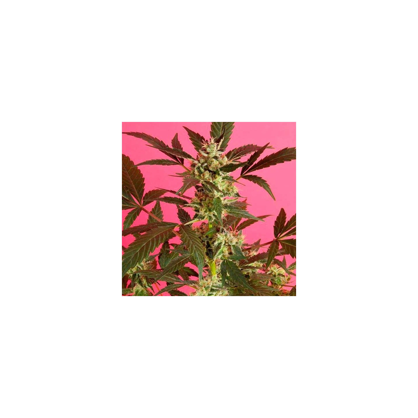 Sugarpop Feminizada de Philosopher Seeds
