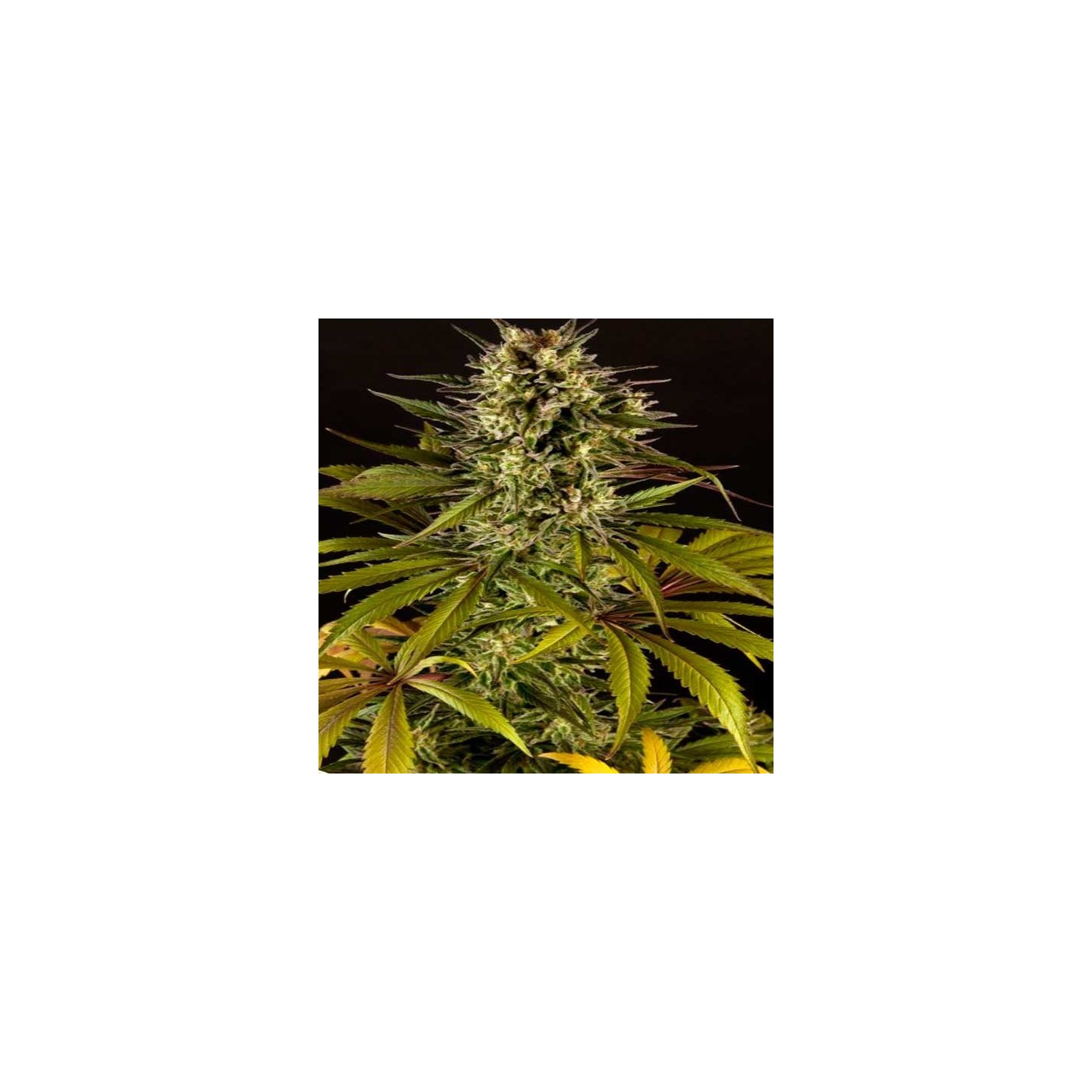 Spicy CBD Feminizada de Philosopher Seeds