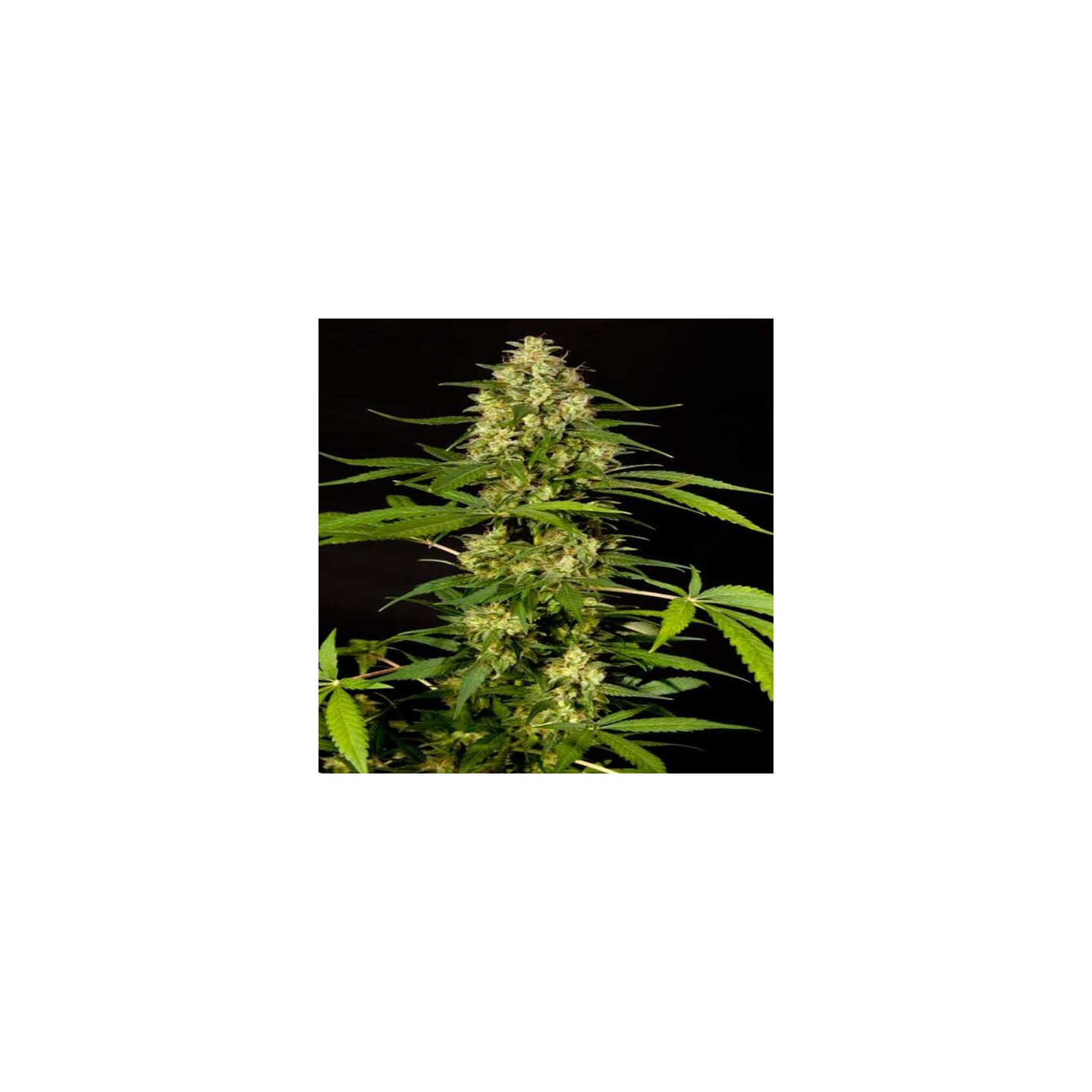 Sweetlove Feminizada de Philosopher Seeds