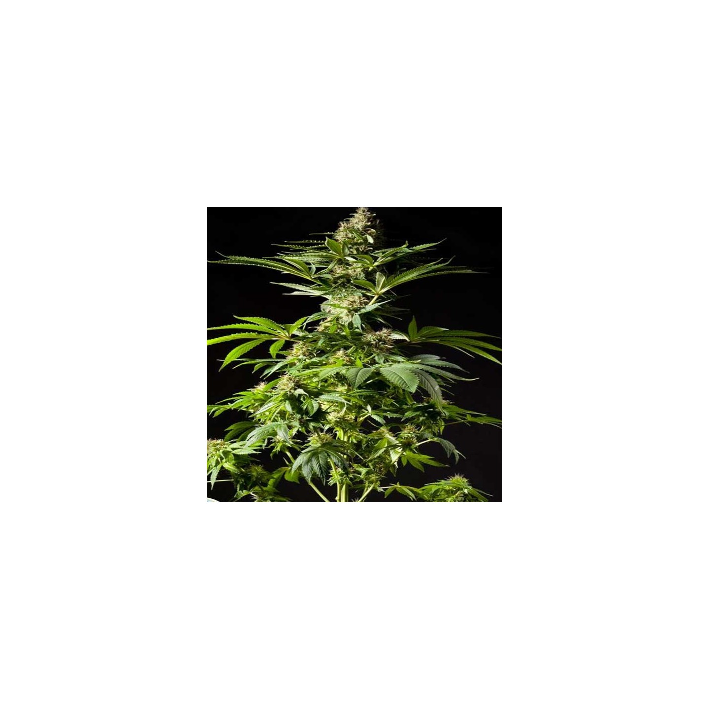 Tropimango Feminizada de Philosopher Seeds
