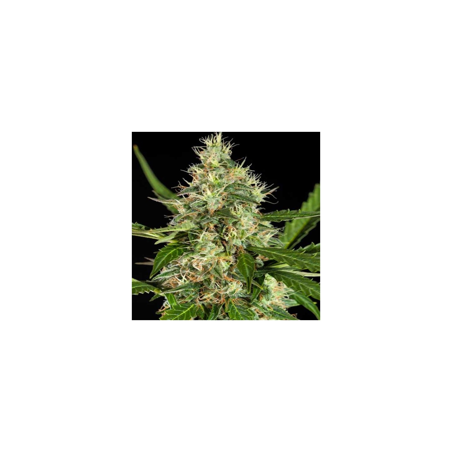 White Yoda Autofloreciente Feminizada de Philosopher Seeds