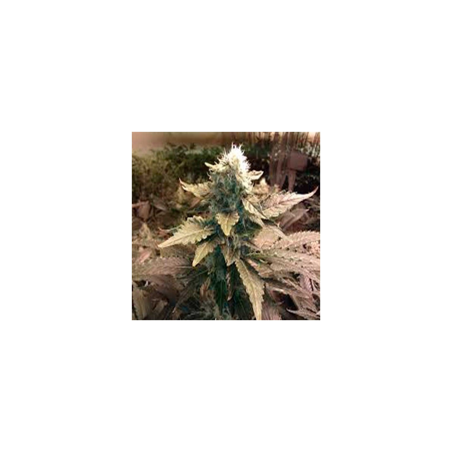 Acid Feminizada de Paradise Seeds