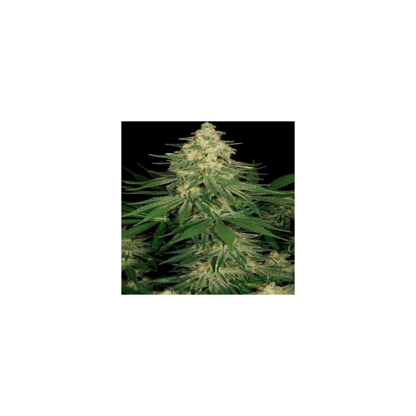 Allkush Feminizada de Paradise Seeds