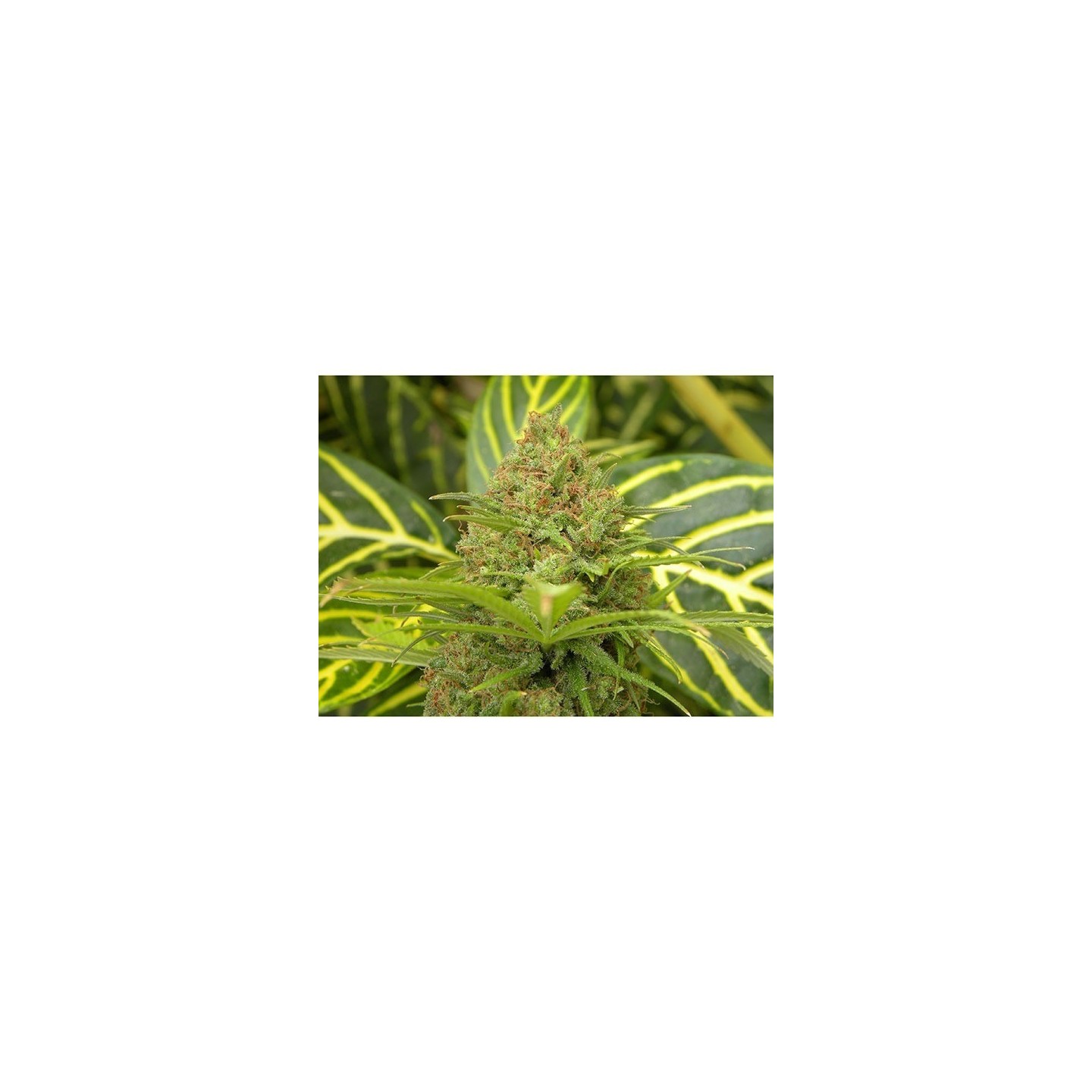 The Cure (Afgan Skunk X Haze Ac) Regular de Mr. Nice