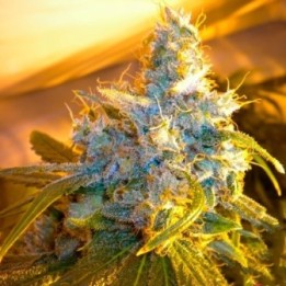 The Stones (Master Kush Skunk X Haze Ac) Regular de Mr. Nice