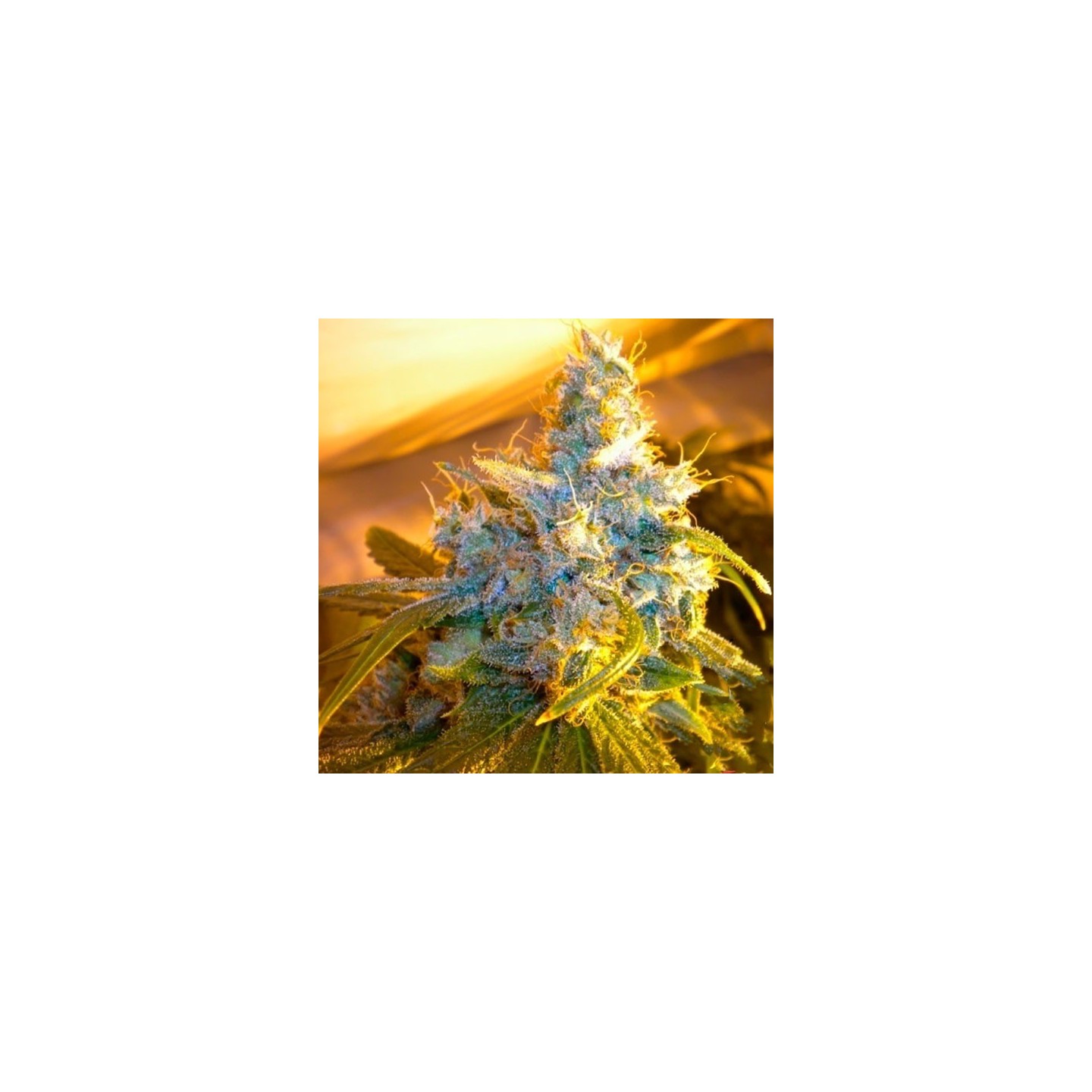 The Stones (Master Kush Skunk X Haze Ac) Regular de Mr. Nice