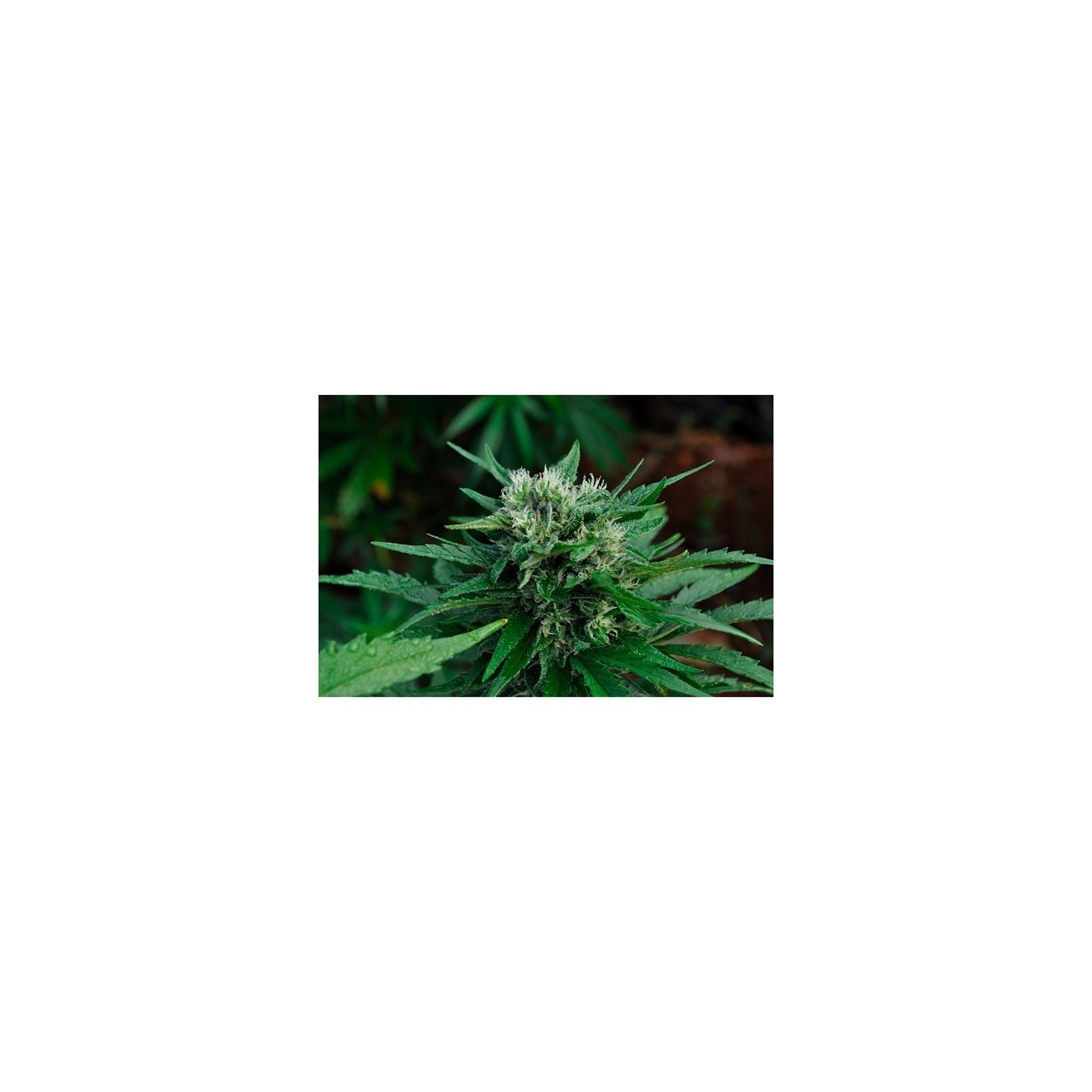 U2 (Early Queen X Haze Ac) Regular de Mr. Nice