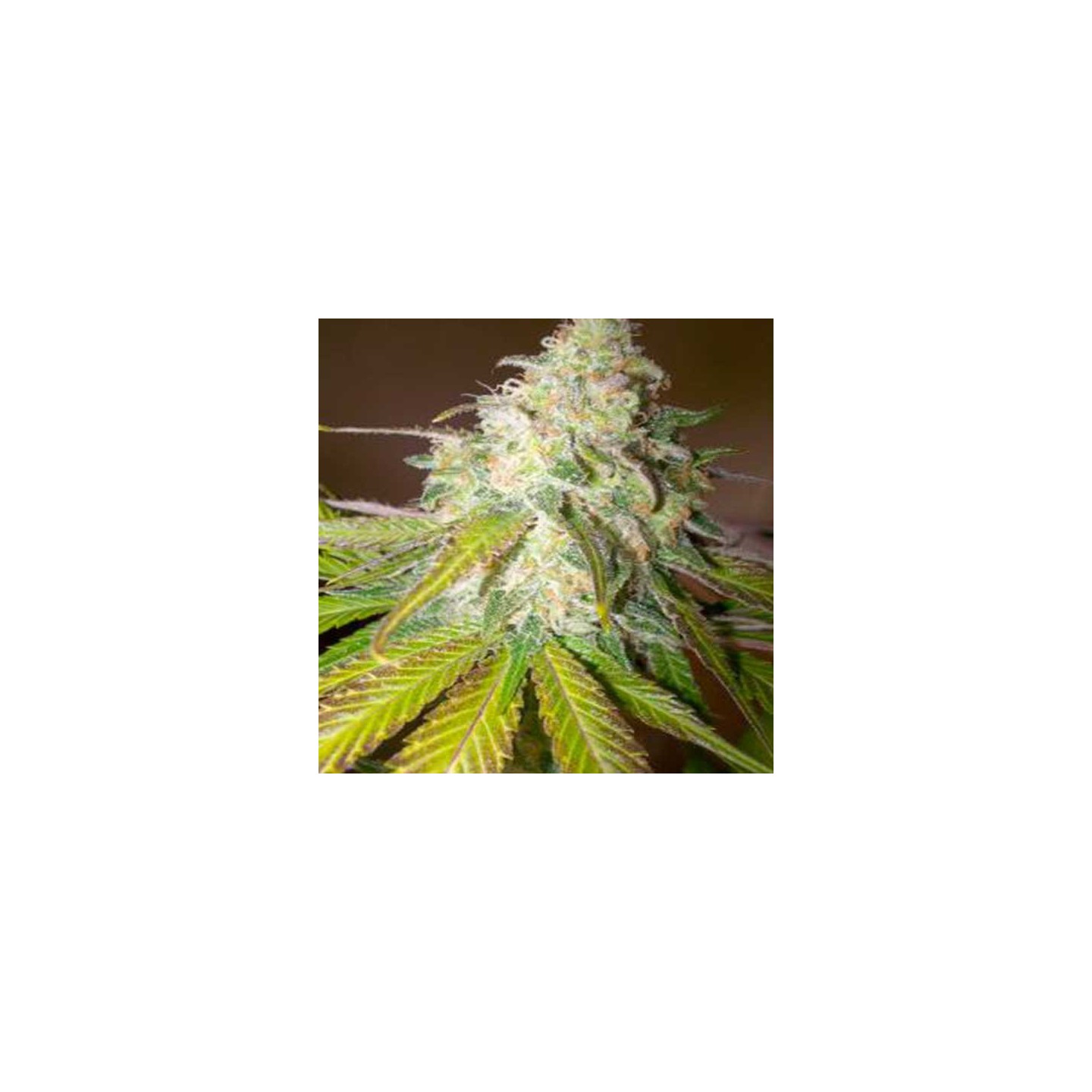 Atomical Haze Feminizada de Paradise Seeds