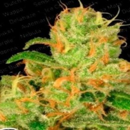 Acid Autofloreciente Feminizada de Paradise Seeds
