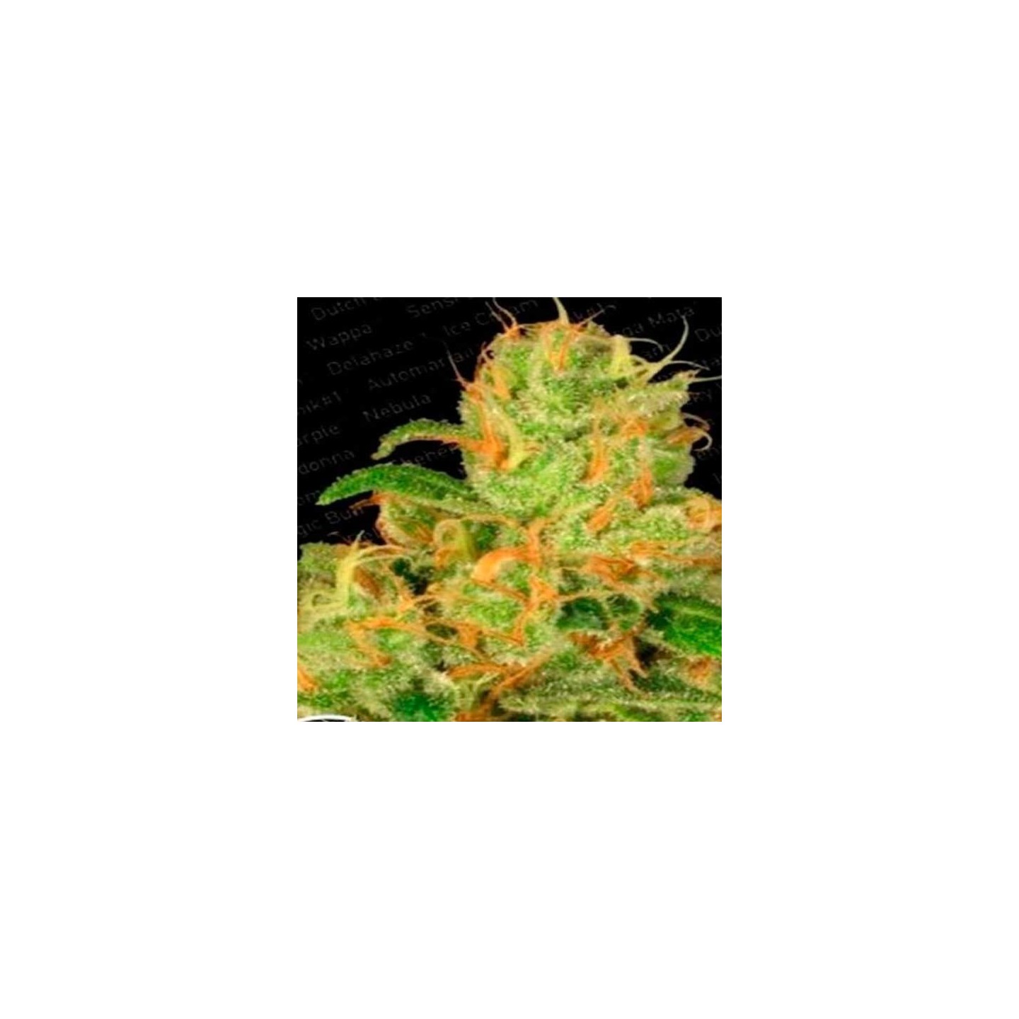 Acid Autofloreciente Feminizada de Paradise Seeds