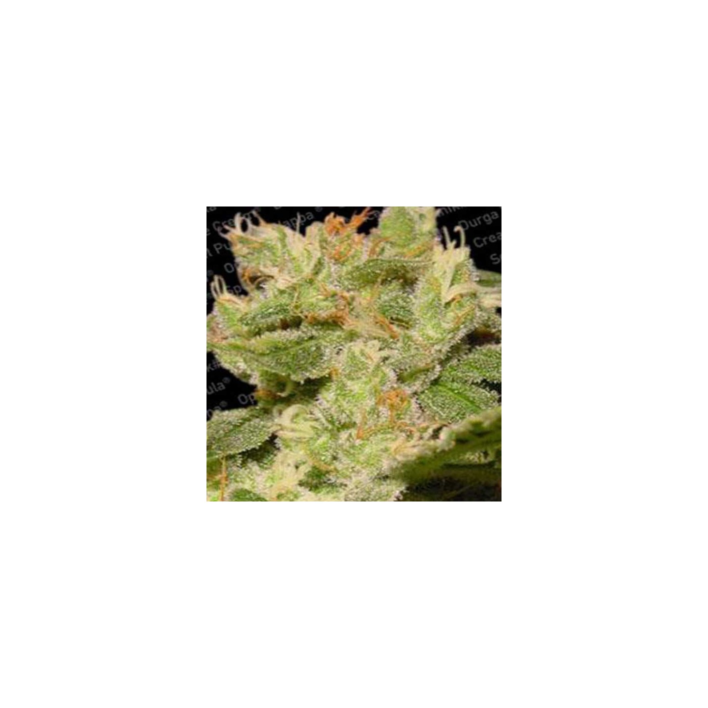 Jack Autofloreciente Feminizada de Paradise Seeds