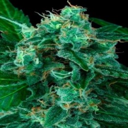 Wappa Autofloreciente Feminizada de Paradise Seeds