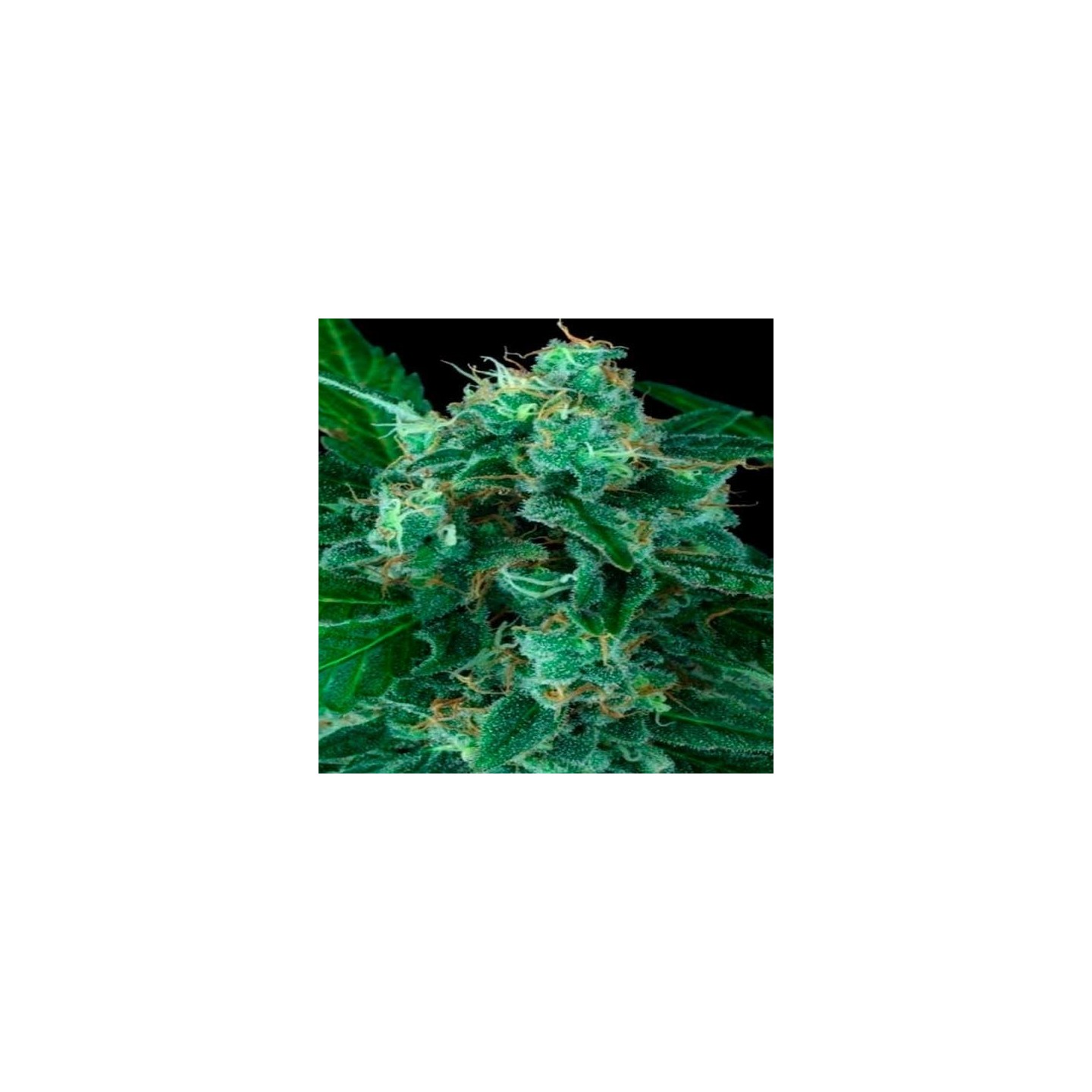 Wappa Autofloreciente Feminizada de Paradise Seeds