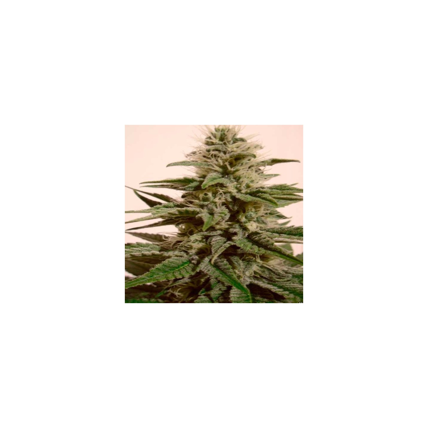 White Berry Autofloreciente Feminizada de Paradise Seeds