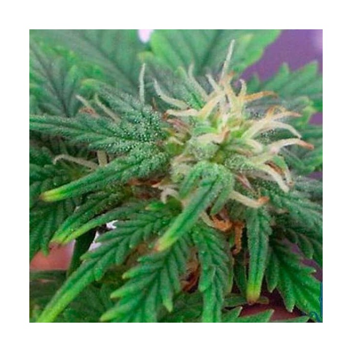 Automaria II Autofloreciente Feminizada de Paradise Seeds