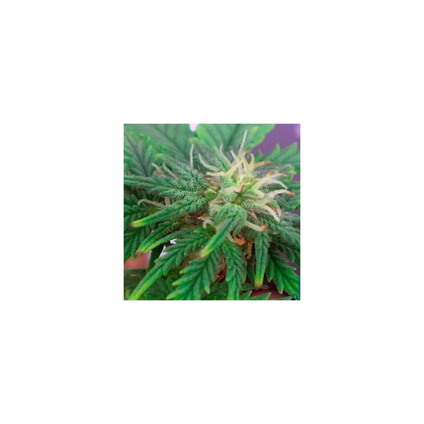 Automaria II Autofloreciente Feminizada de Paradise Seeds