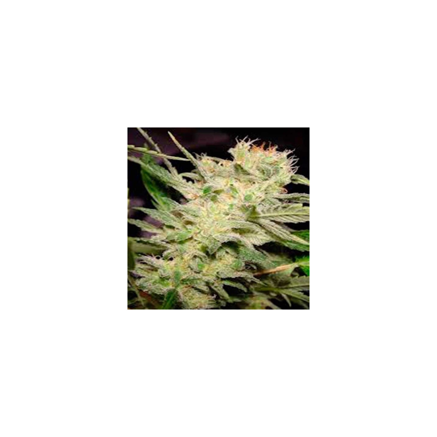 Belladonna Feminizada de Paradise Seeds