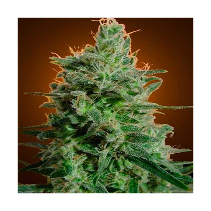 Delahaze Feminizada de Paradise Seeds