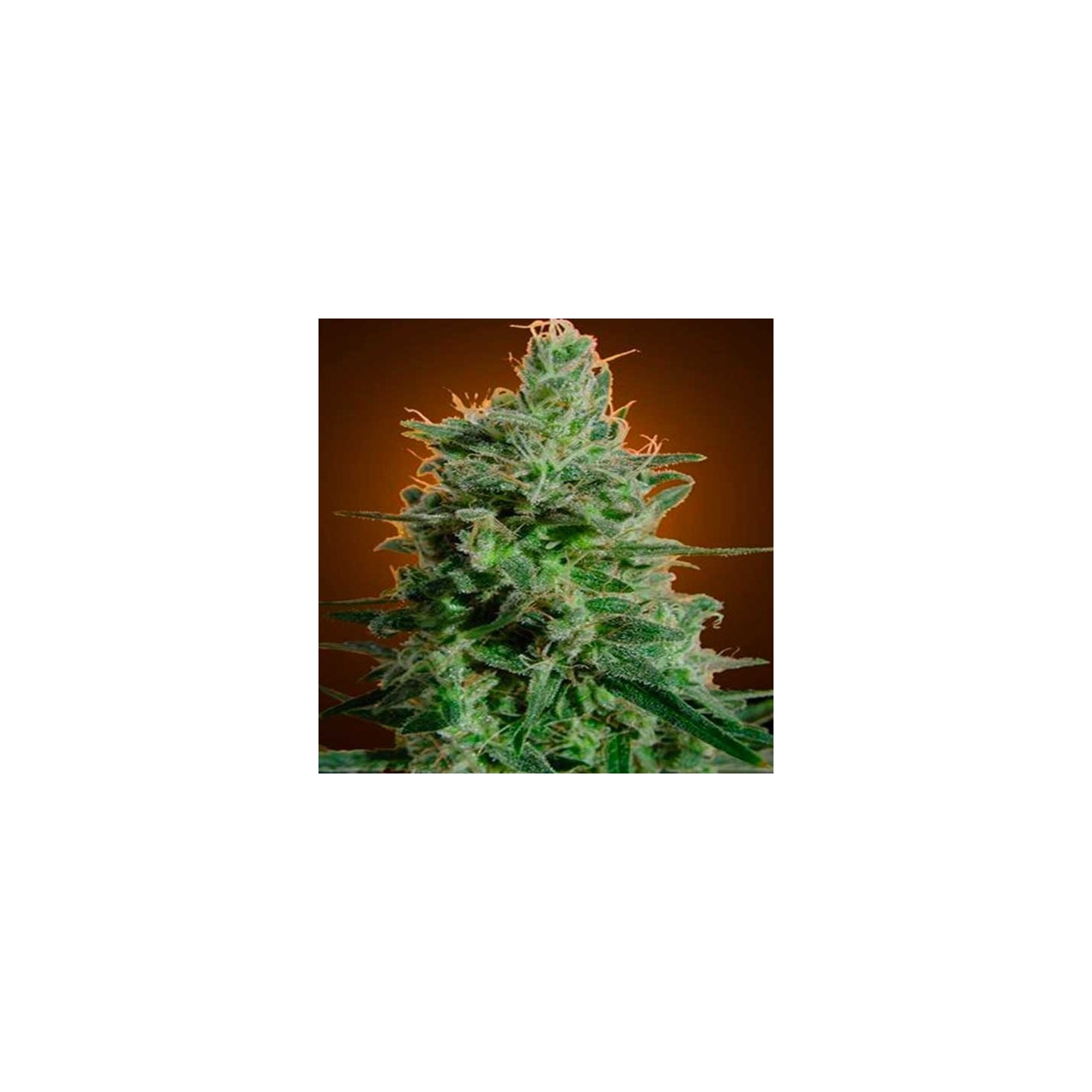 Delahaze Feminizada de Paradise Seeds