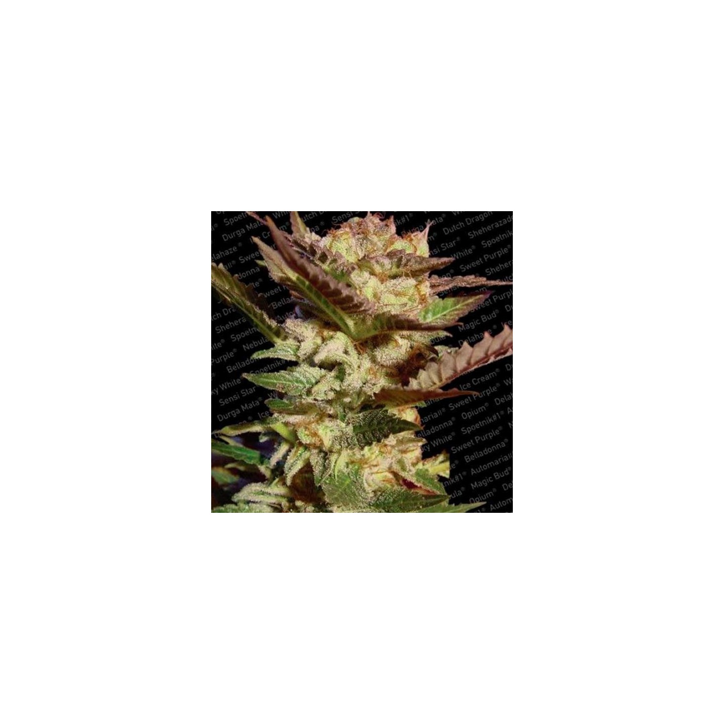 Durga Mata Feminizada de Paradise Seeds