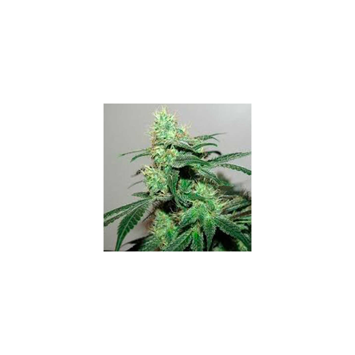 Durga Mata II CBD Feminizada de Paradise Seeds
