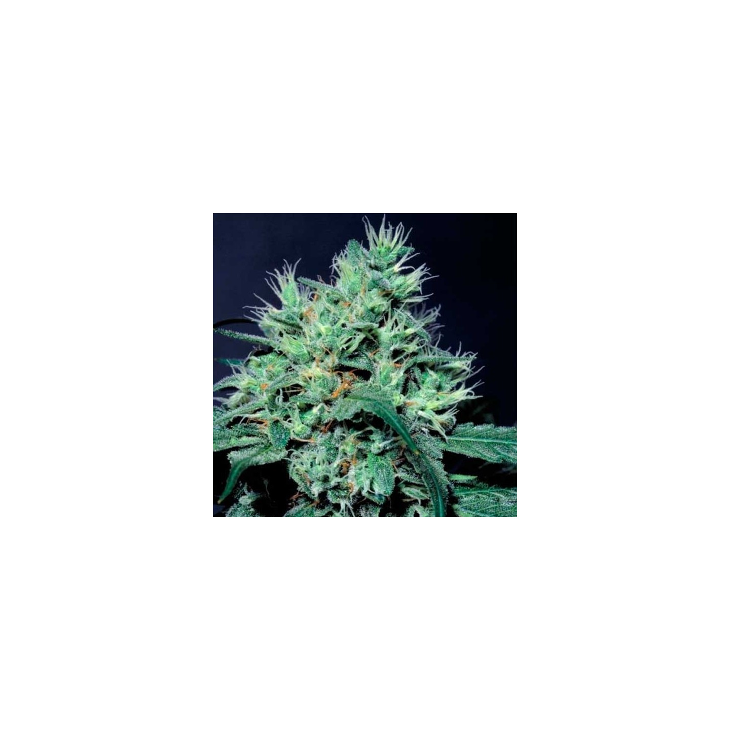 Dutch Dragon Feminizada de Paradise Seeds