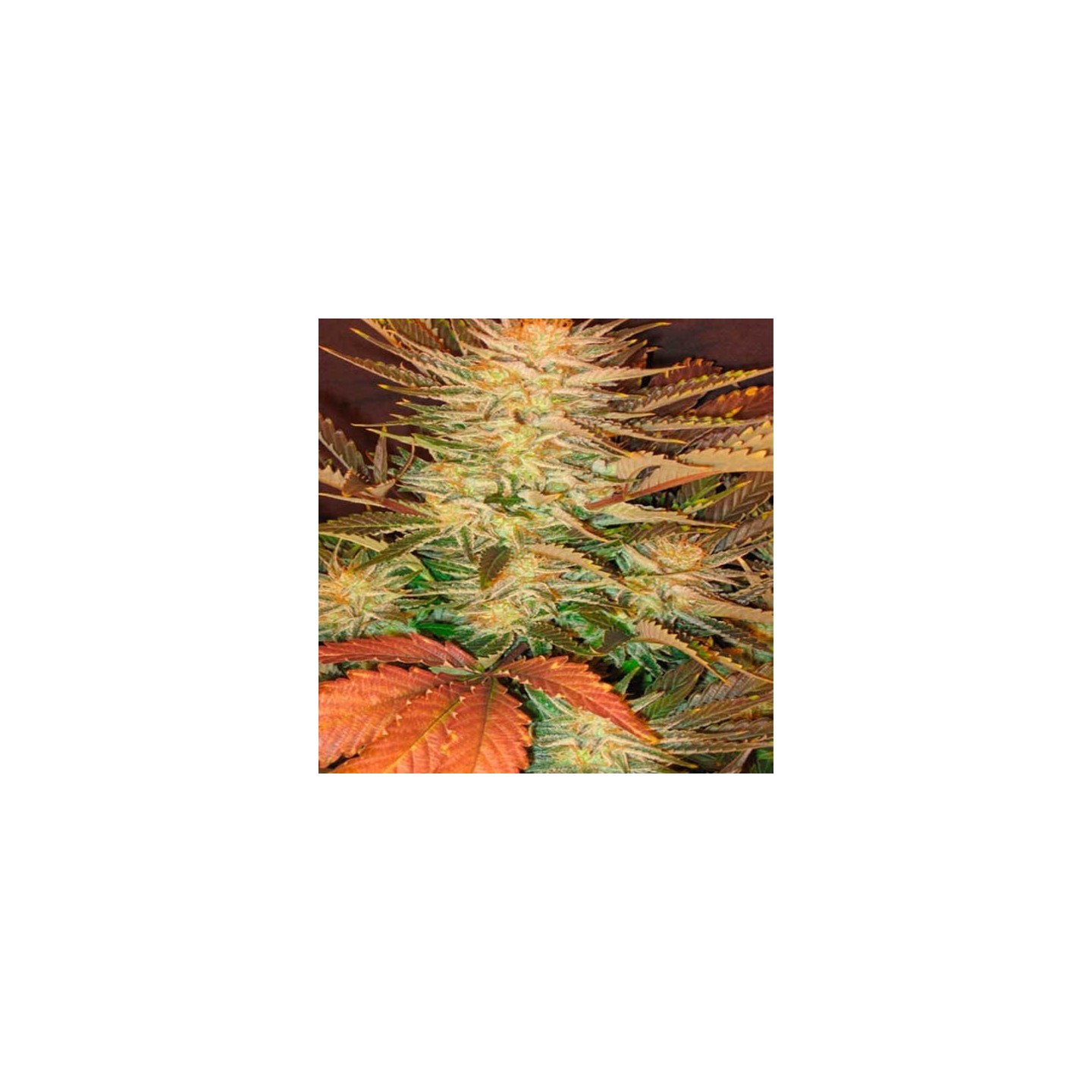 Ice Cream Feminizada de Paradise Seeds