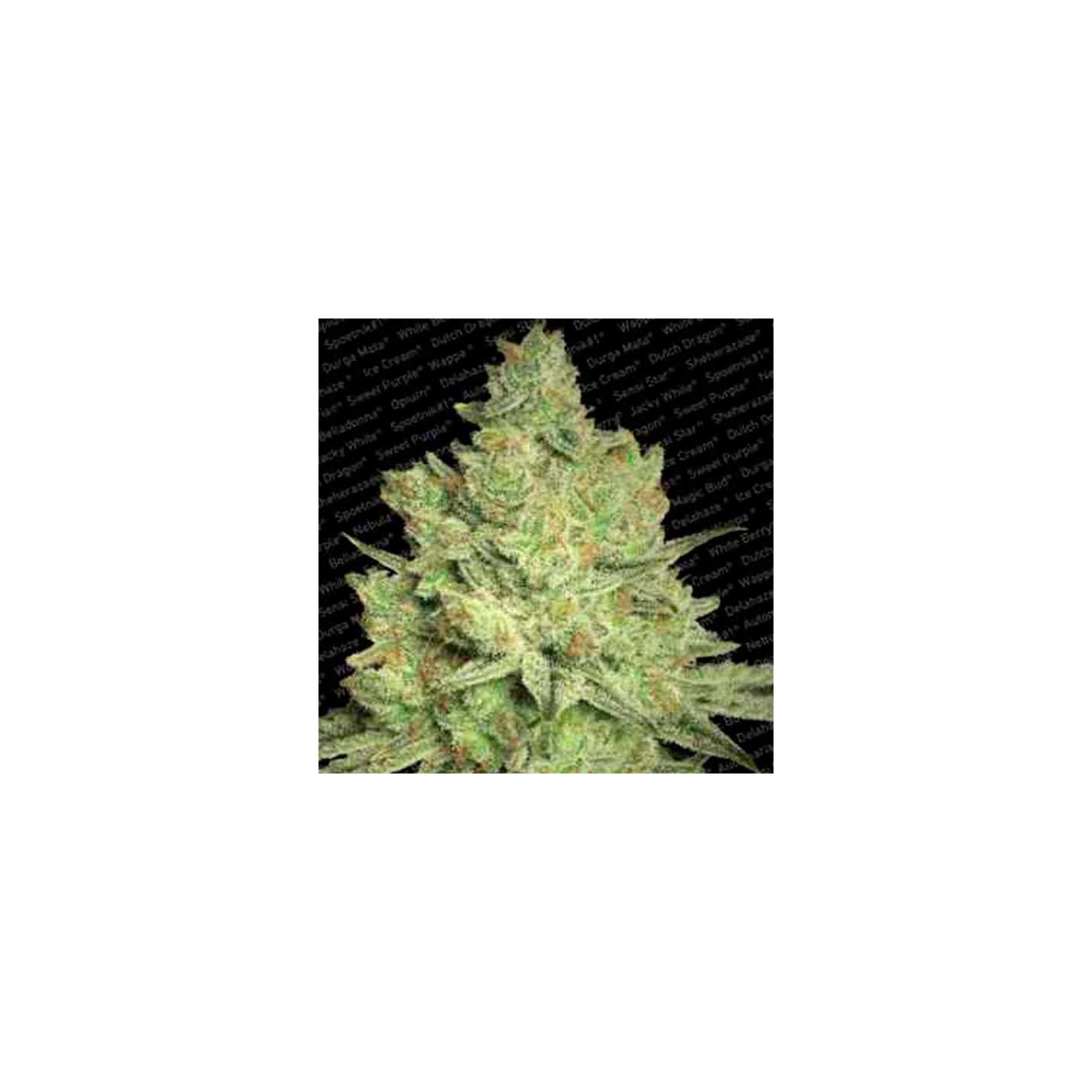 Jacky White Feminizada de Paradise Seeds