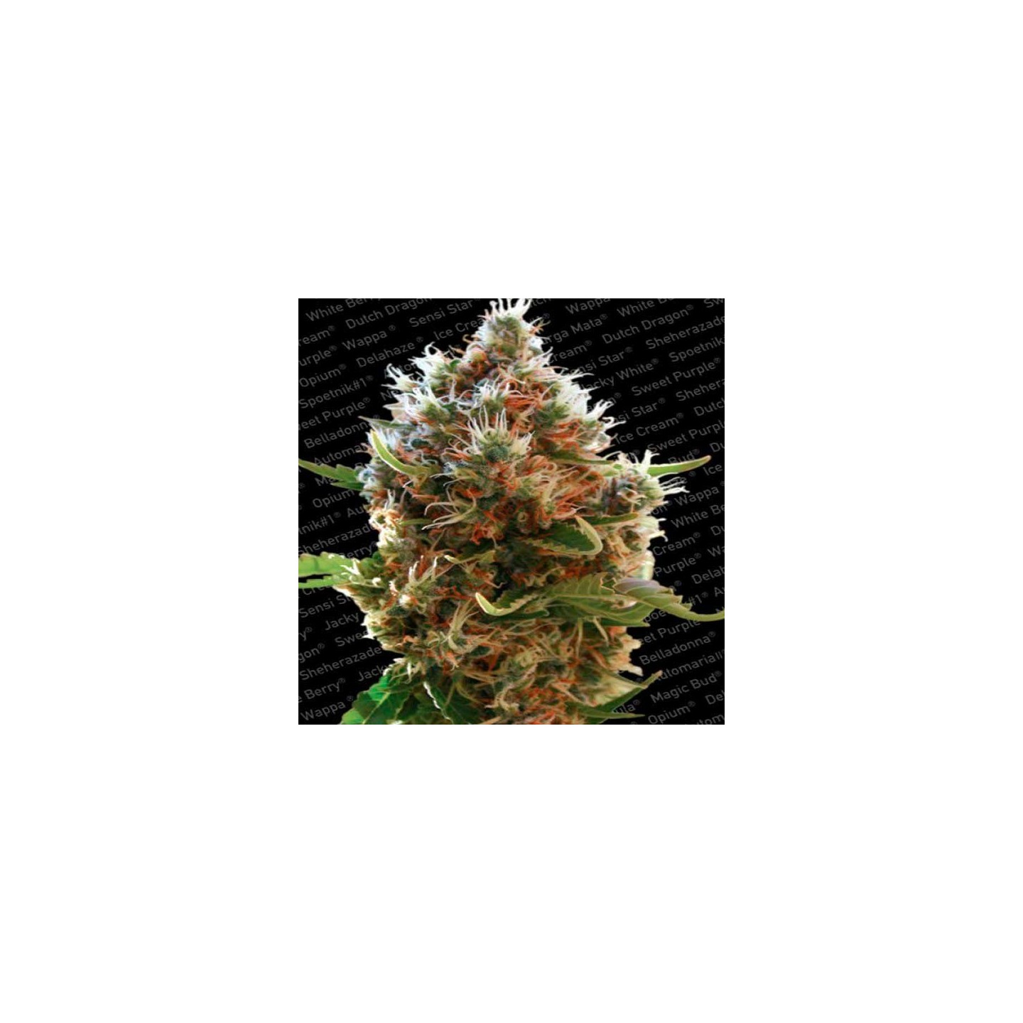 Lucid Bolt Feminizada de Paradise Seeds