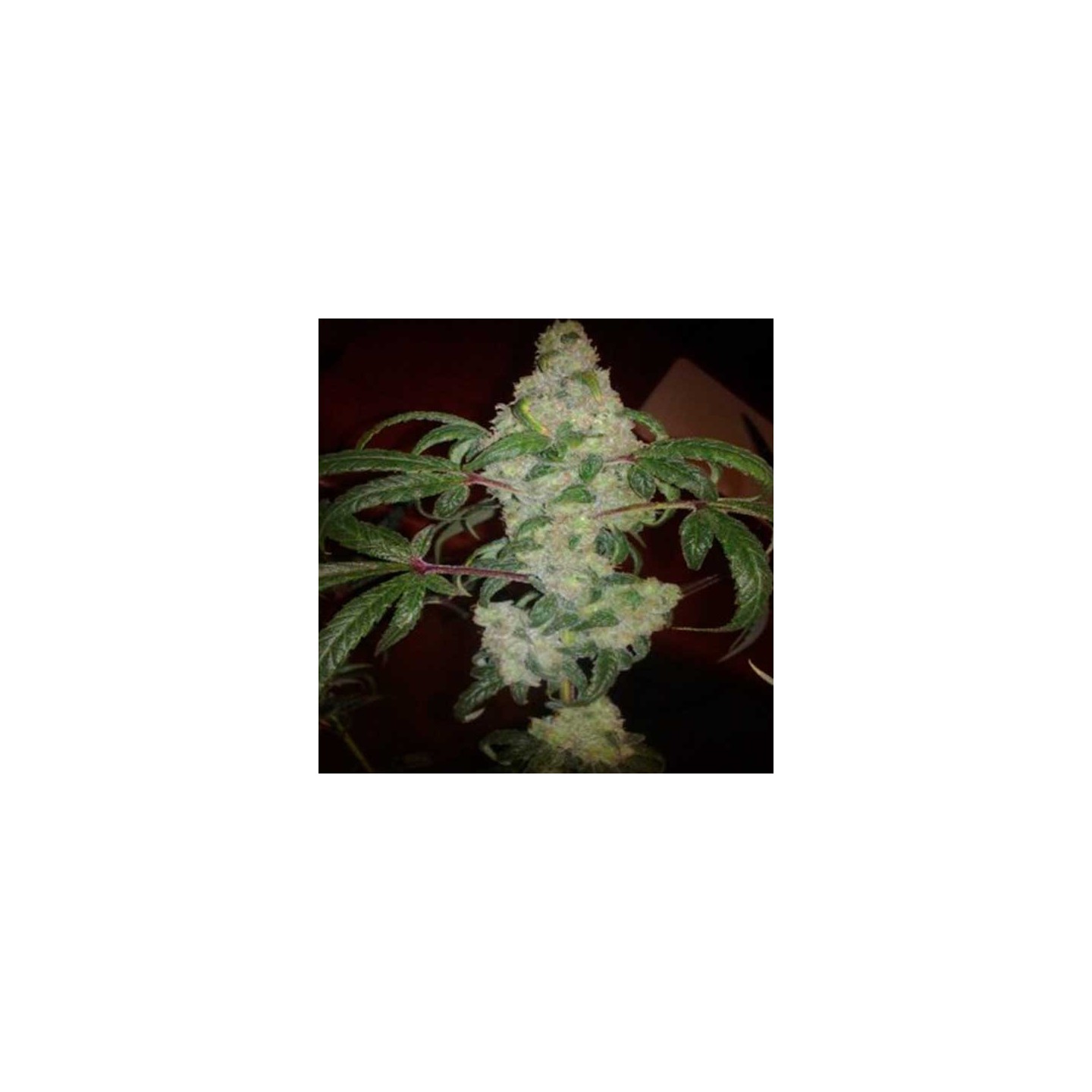 Nebula Feminizada de Paradise Seeds