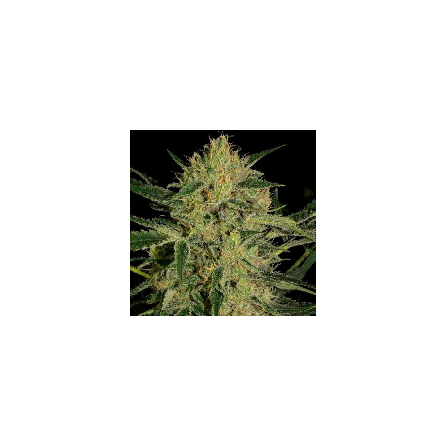 Nebula II CBD Feminizada de Paradise Seeds