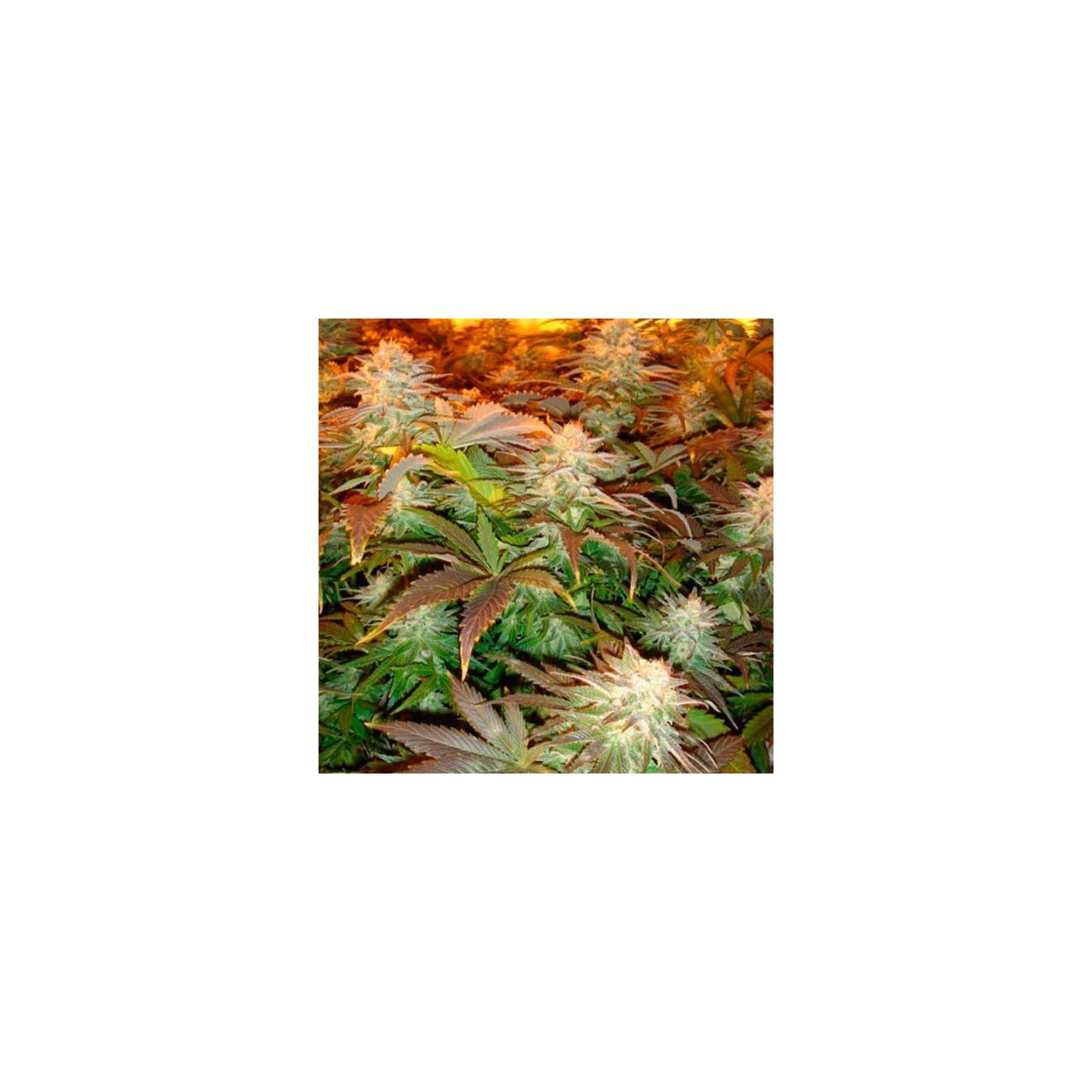 Opium Feminizada de Paradise Seeds