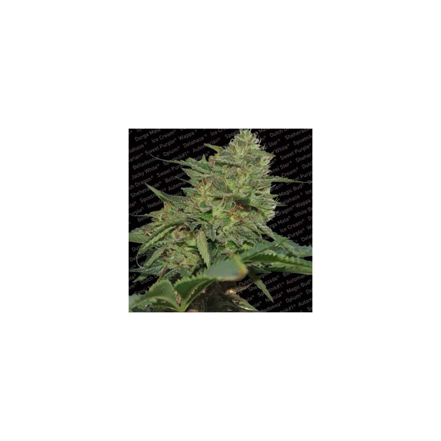 Original Cheese Feminizada de Paradise Seeds