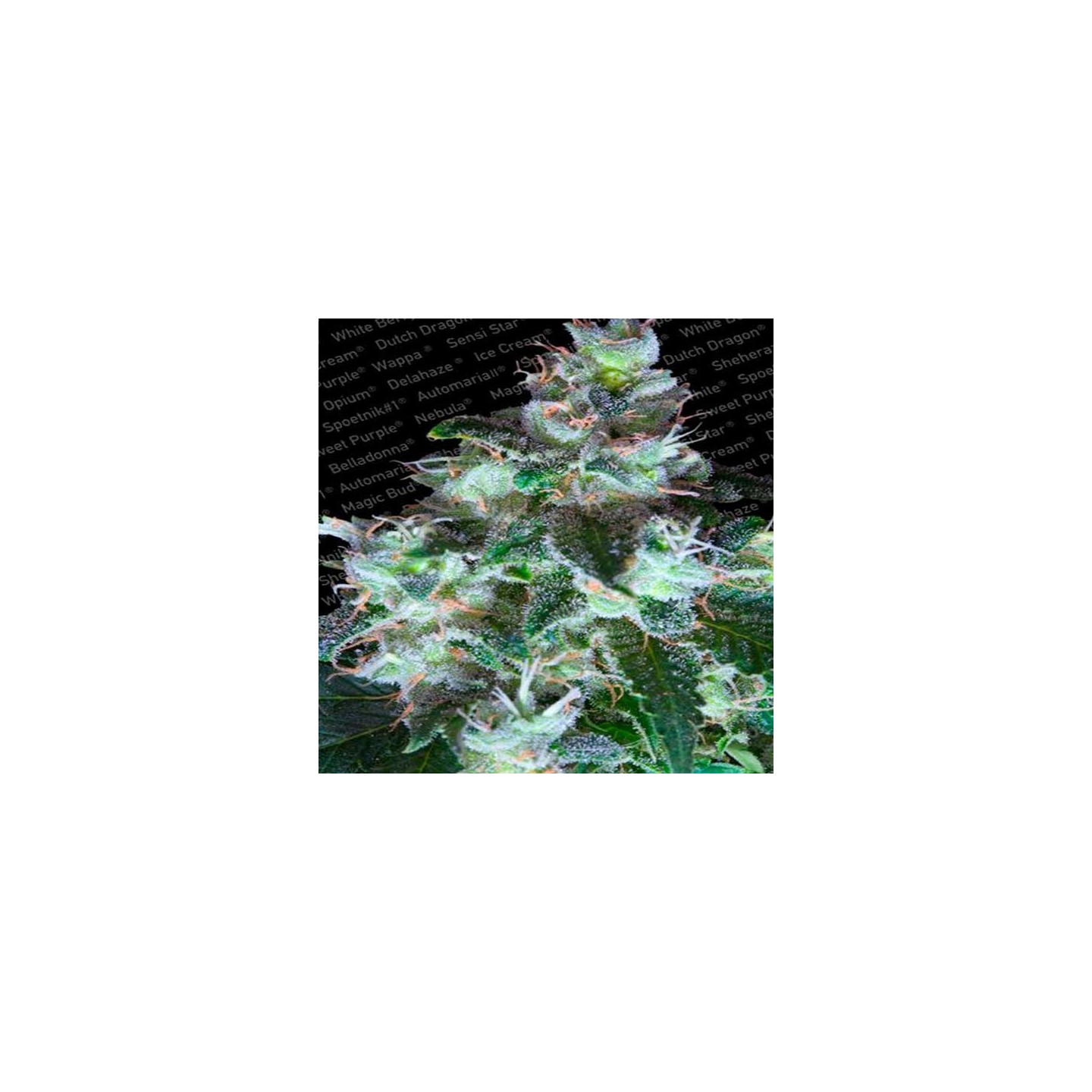 Original White Widow Feminizada de Paradise Seeds