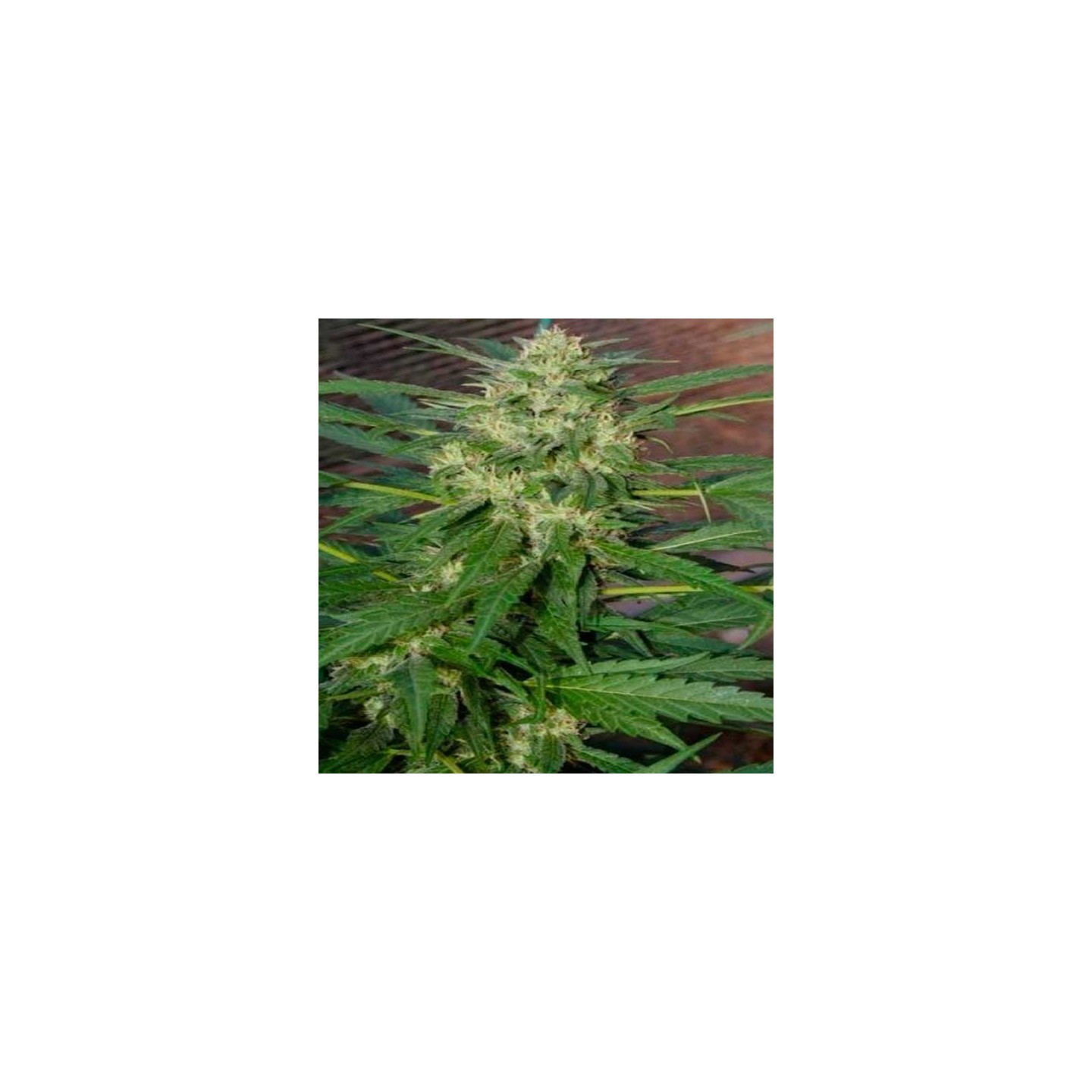 Pandora Feminizada de Paradise Seeds