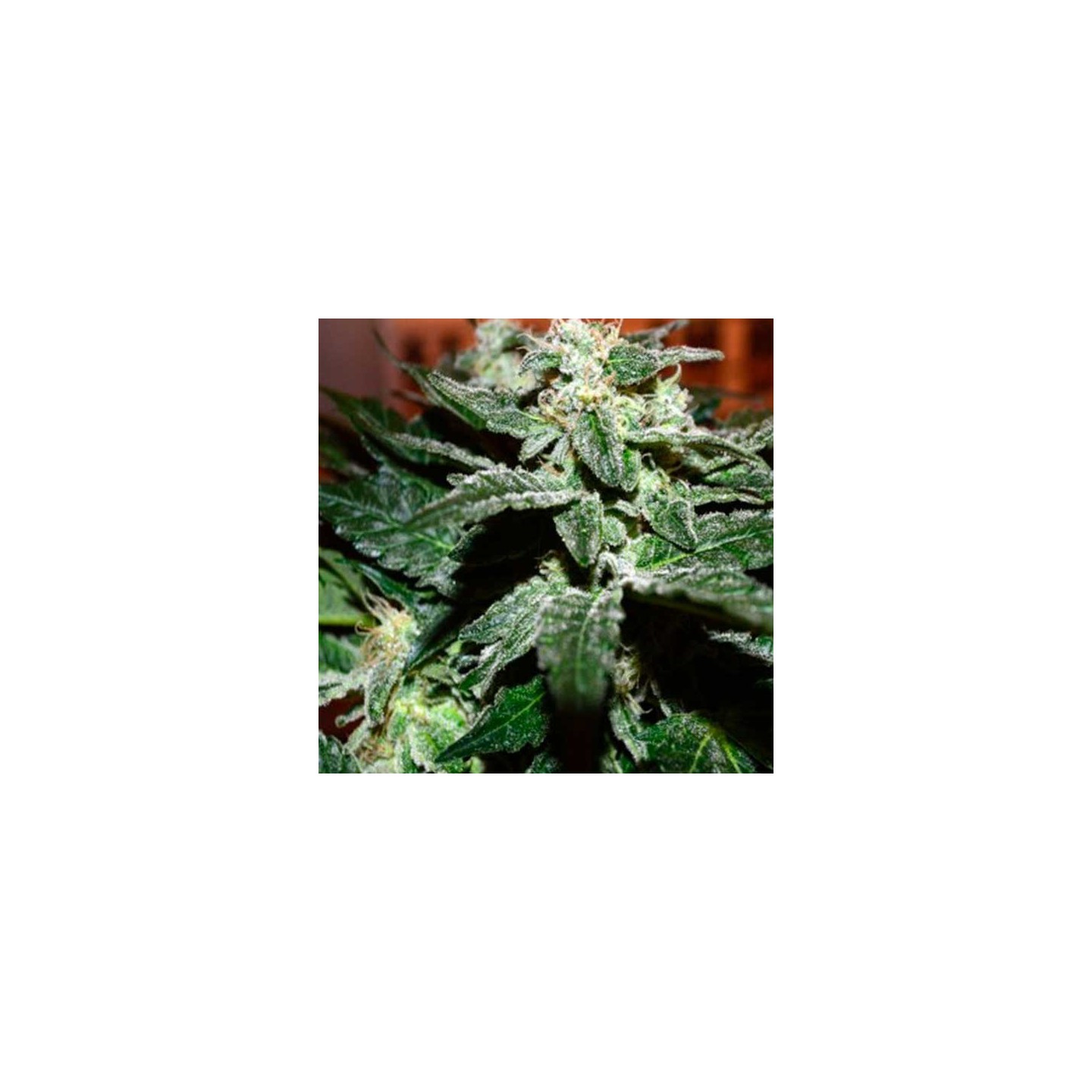 Sensi Star Feminizada de Paradise Seeds